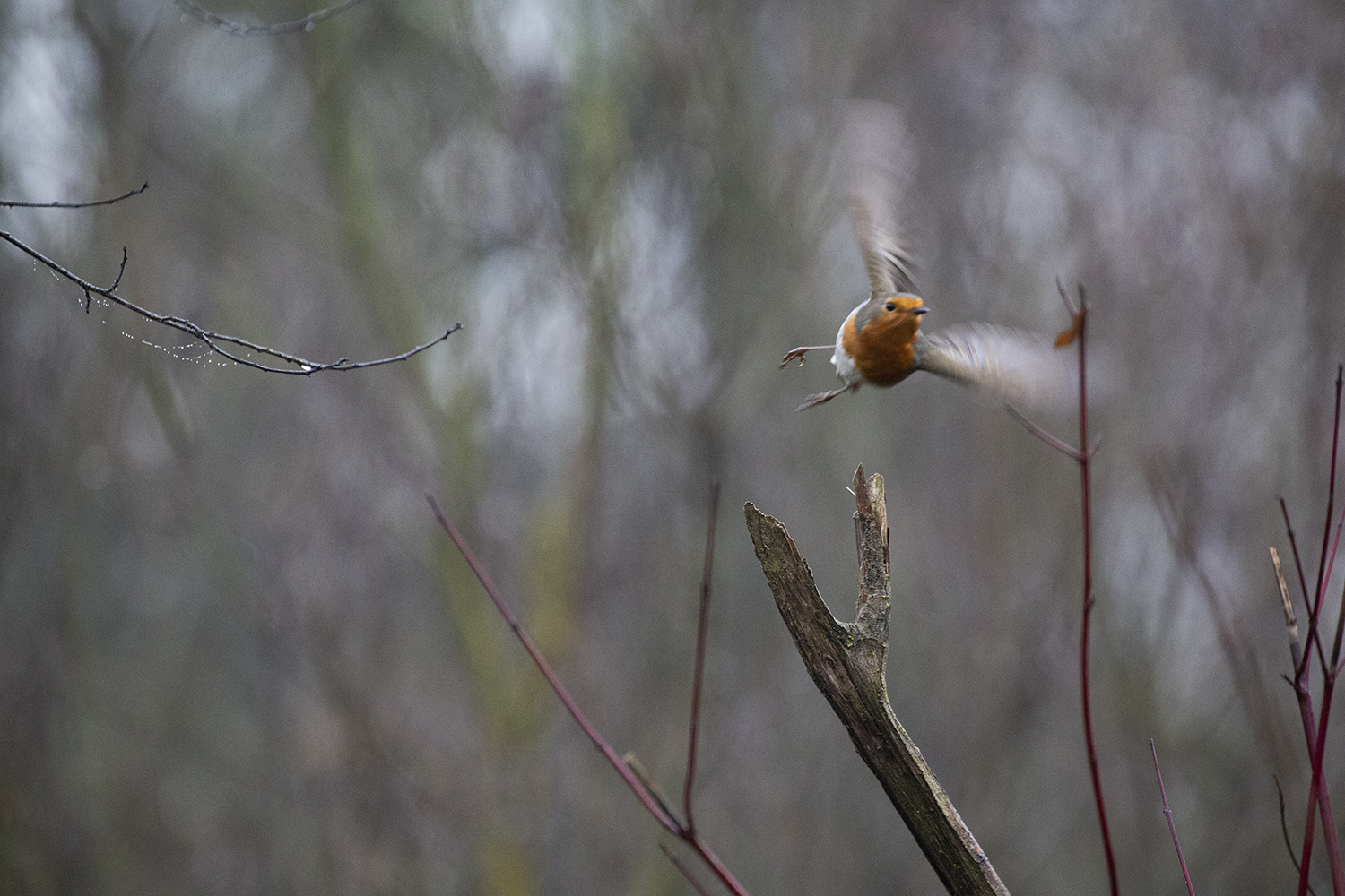 Una mattina d'inverno