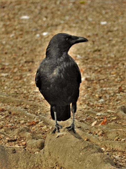 corvus corona