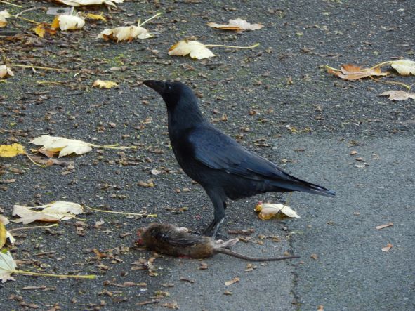corvus corona v/s ratus norvegicus