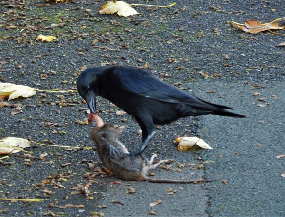 corvus corona v/s ratus norvegicus 2