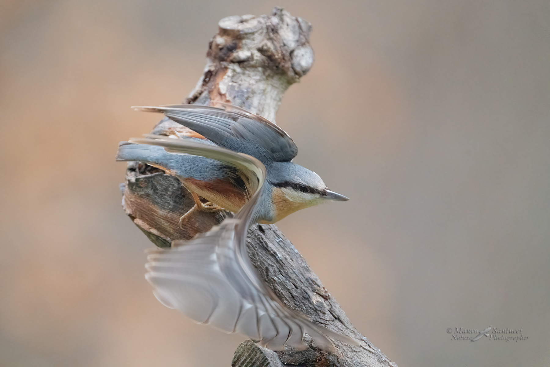 La-velocit�-del-muratore-in-un-battito-d'ali_DSC01706