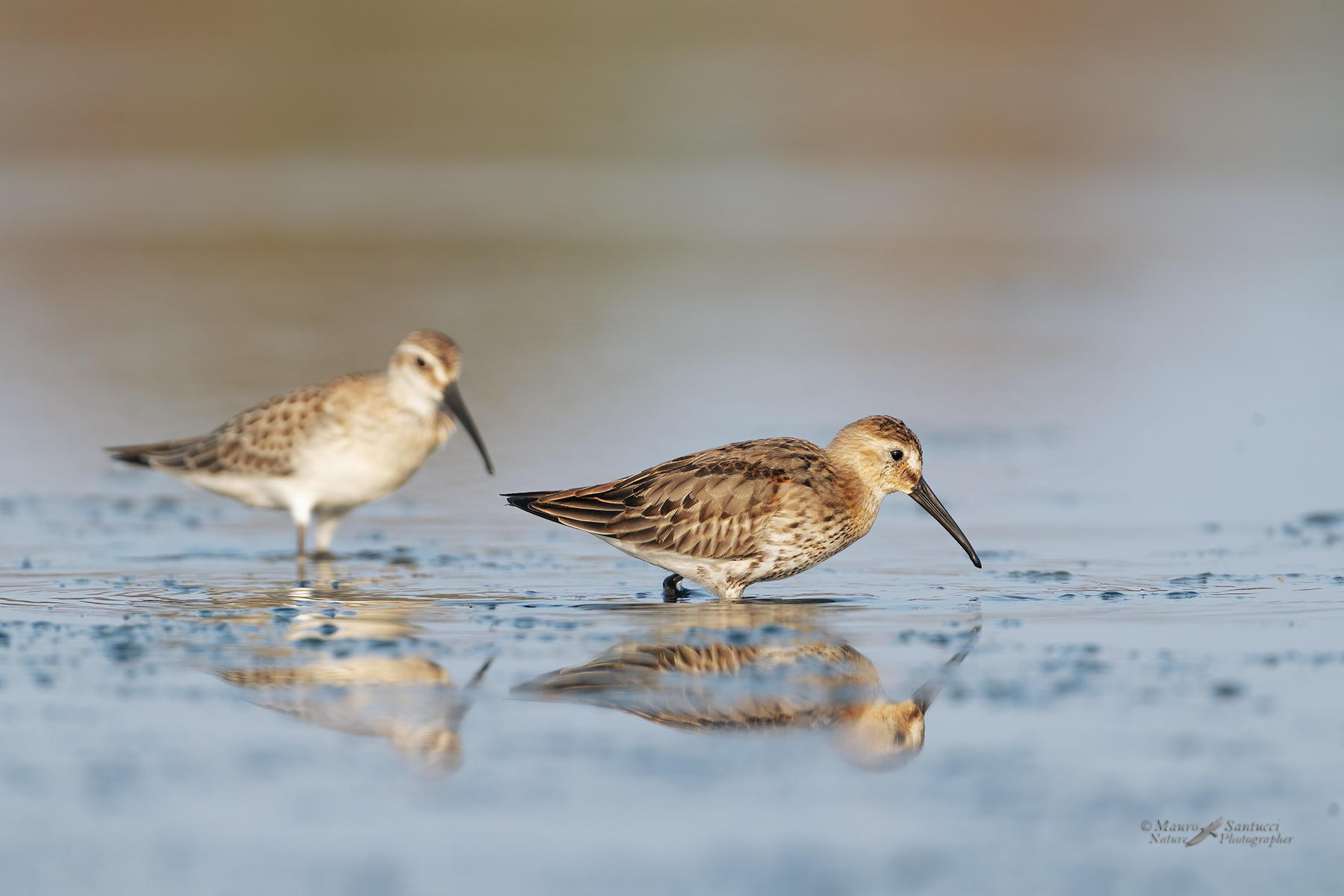 Piovanello-pancianera_DSC08088