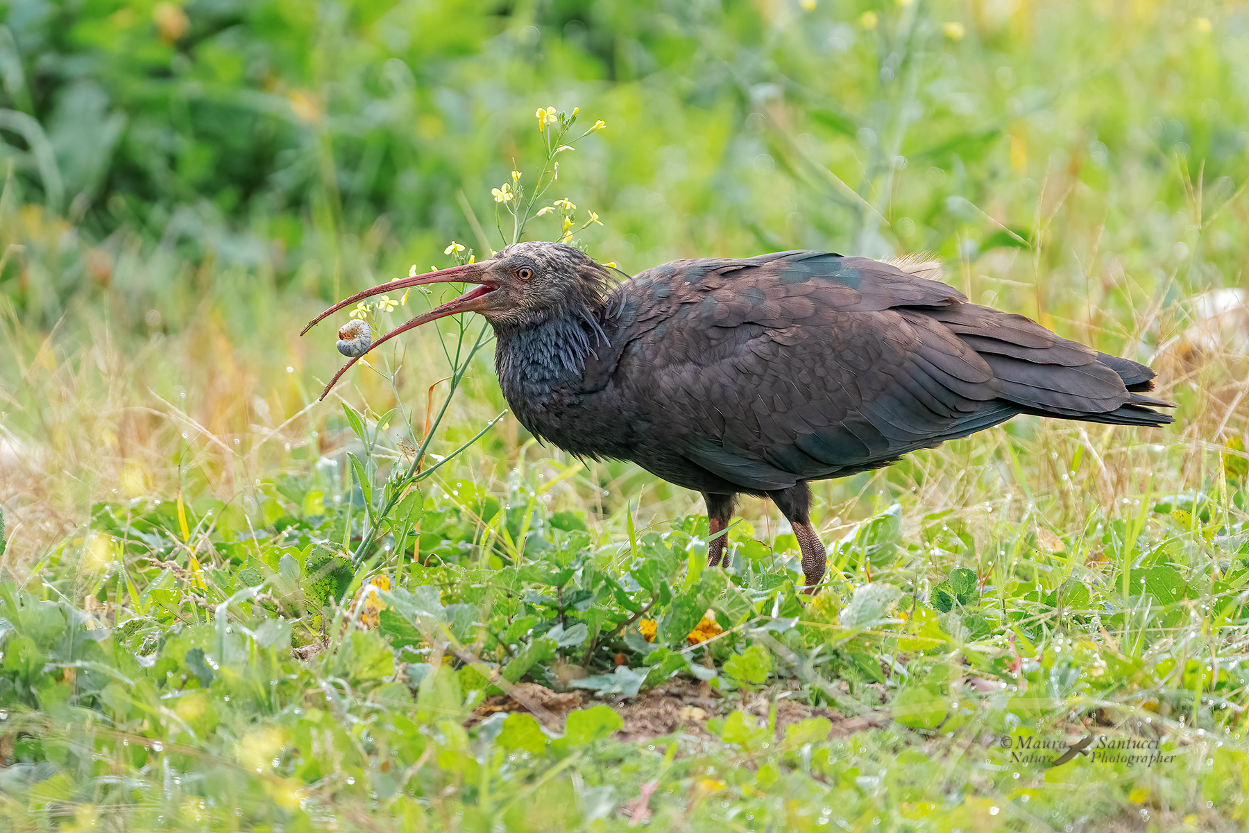 Ibis-eremita_DSC09869