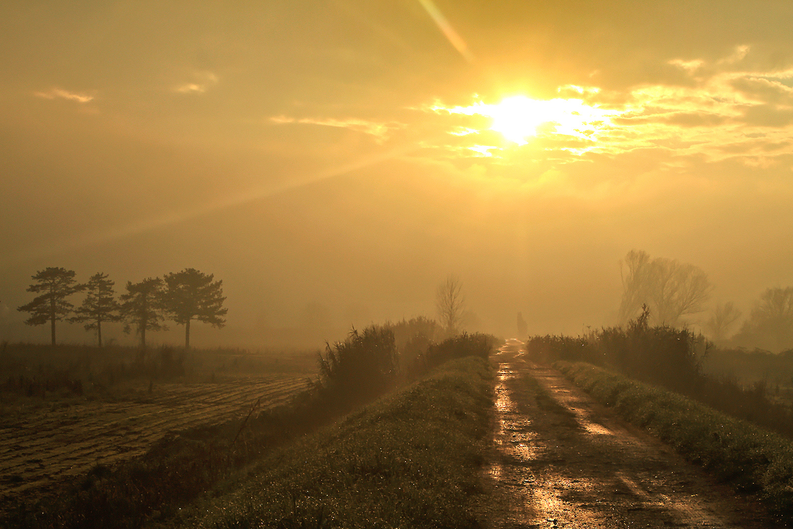 Momenti di luce in Padule
