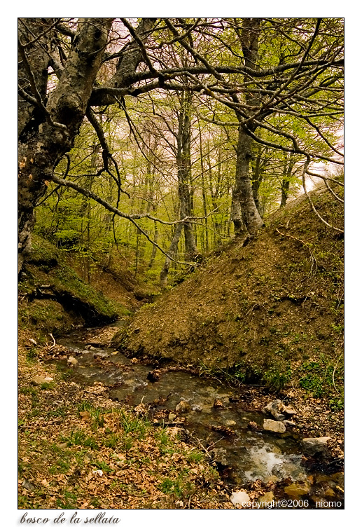 Bosco de La Sellata