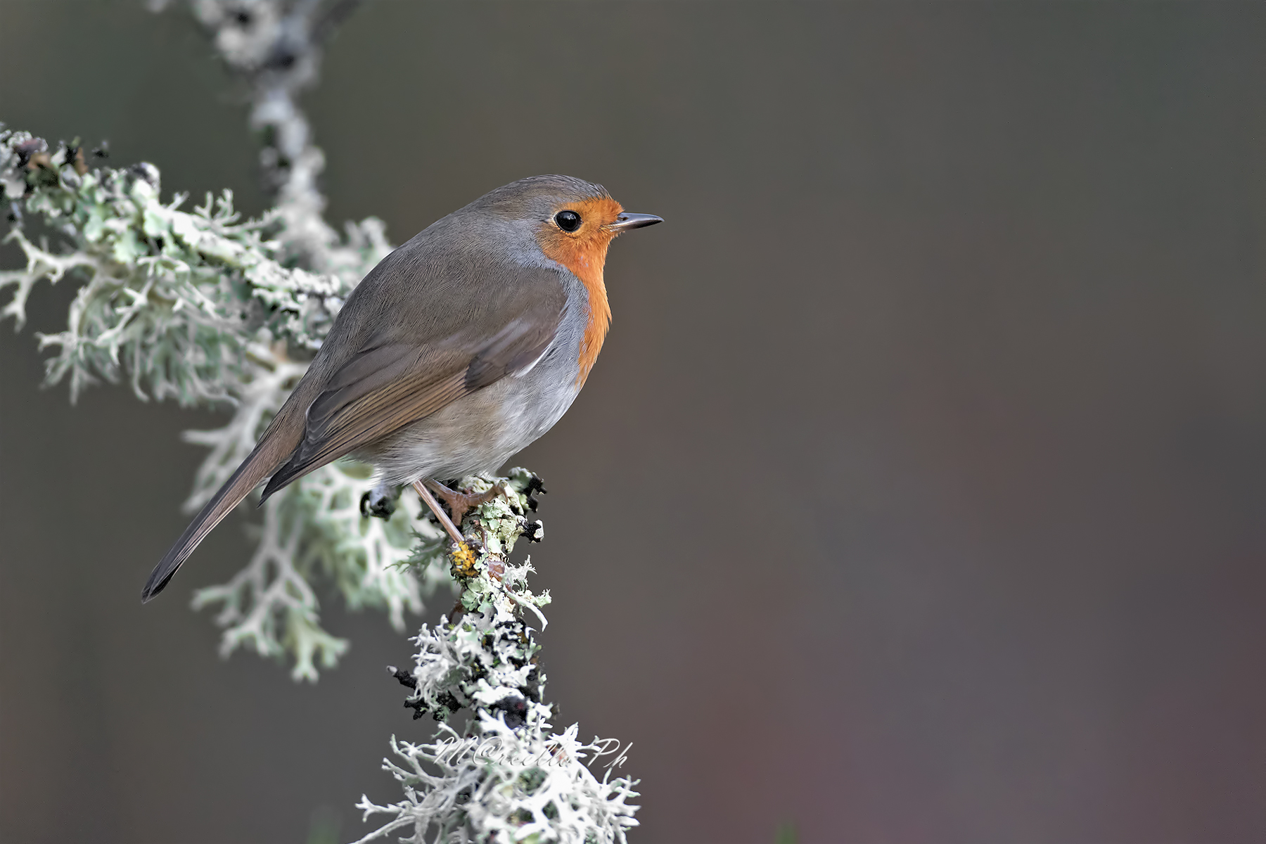 Un semplice ma non banale Pettirosso.