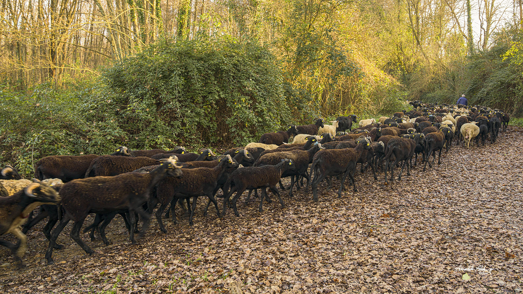 Su la strada del rientro... La gherardesca.