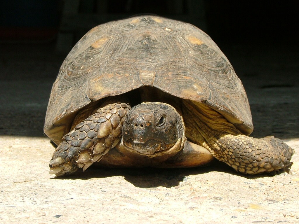 Visita alle Galapagos?
