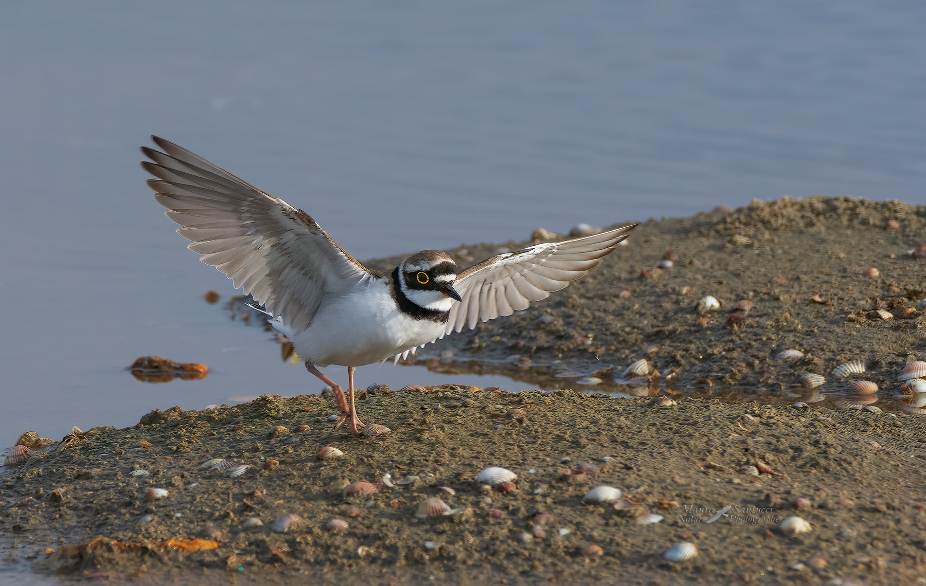 Corriere-piccolo_DSC4674