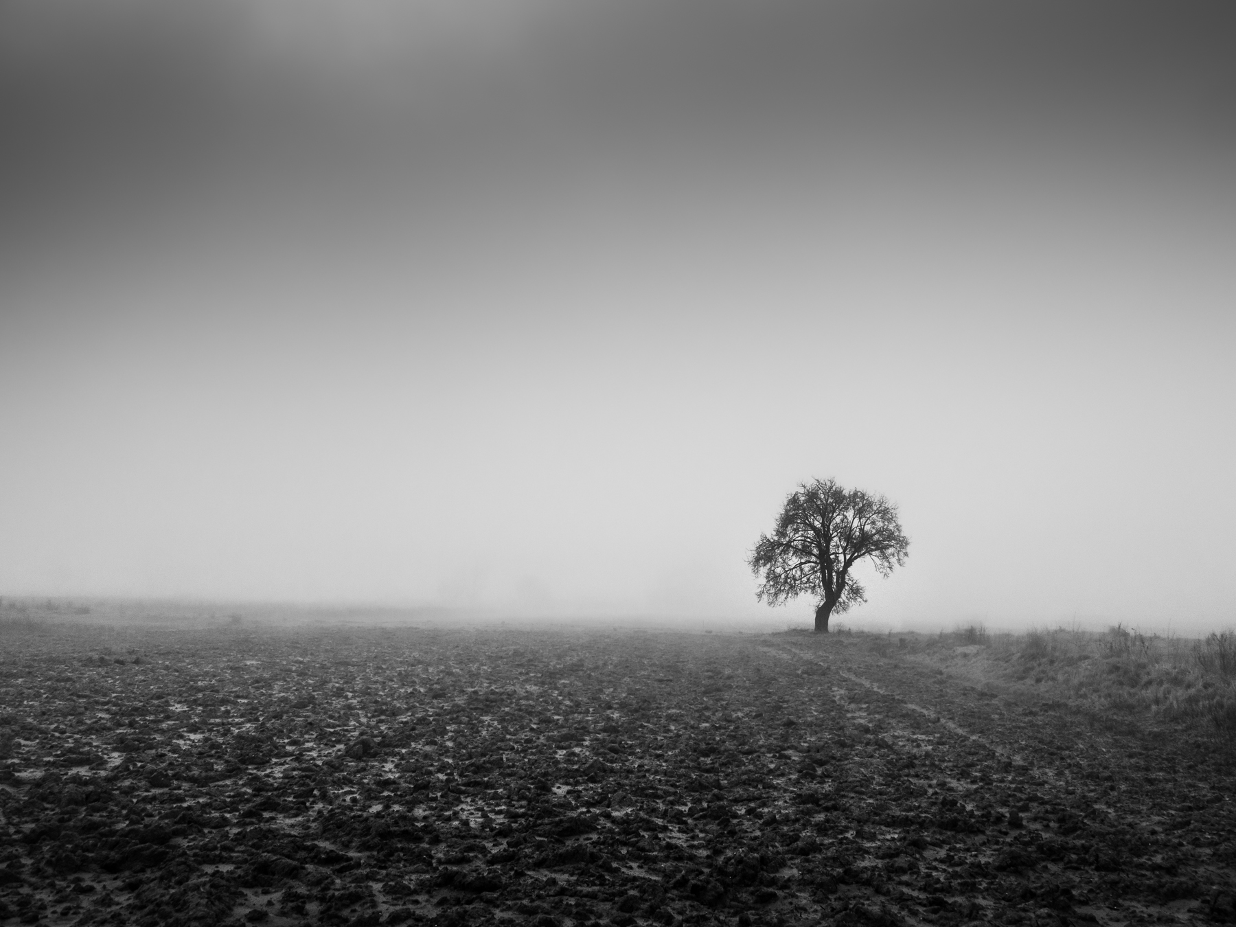 dalla terra alla nebbia