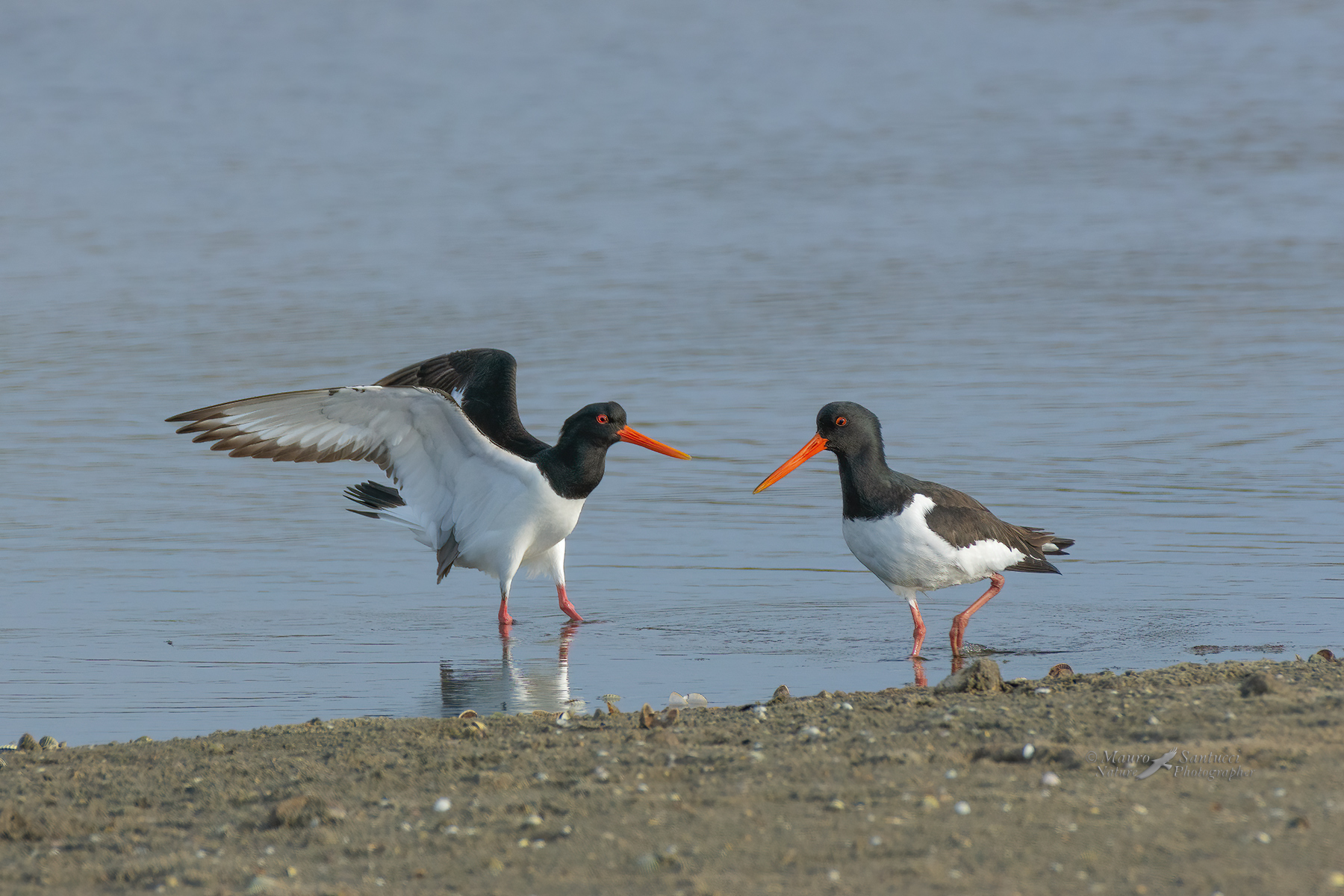 Beccacce-di-mare_DSC4704