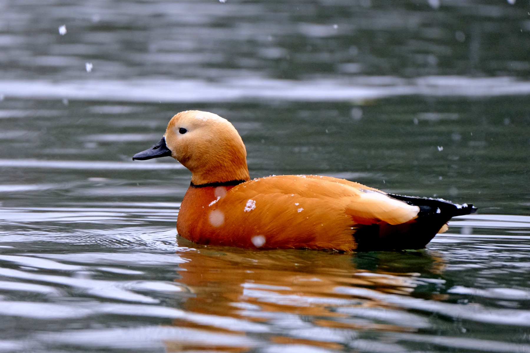 Sotto la prima neve dell'anno