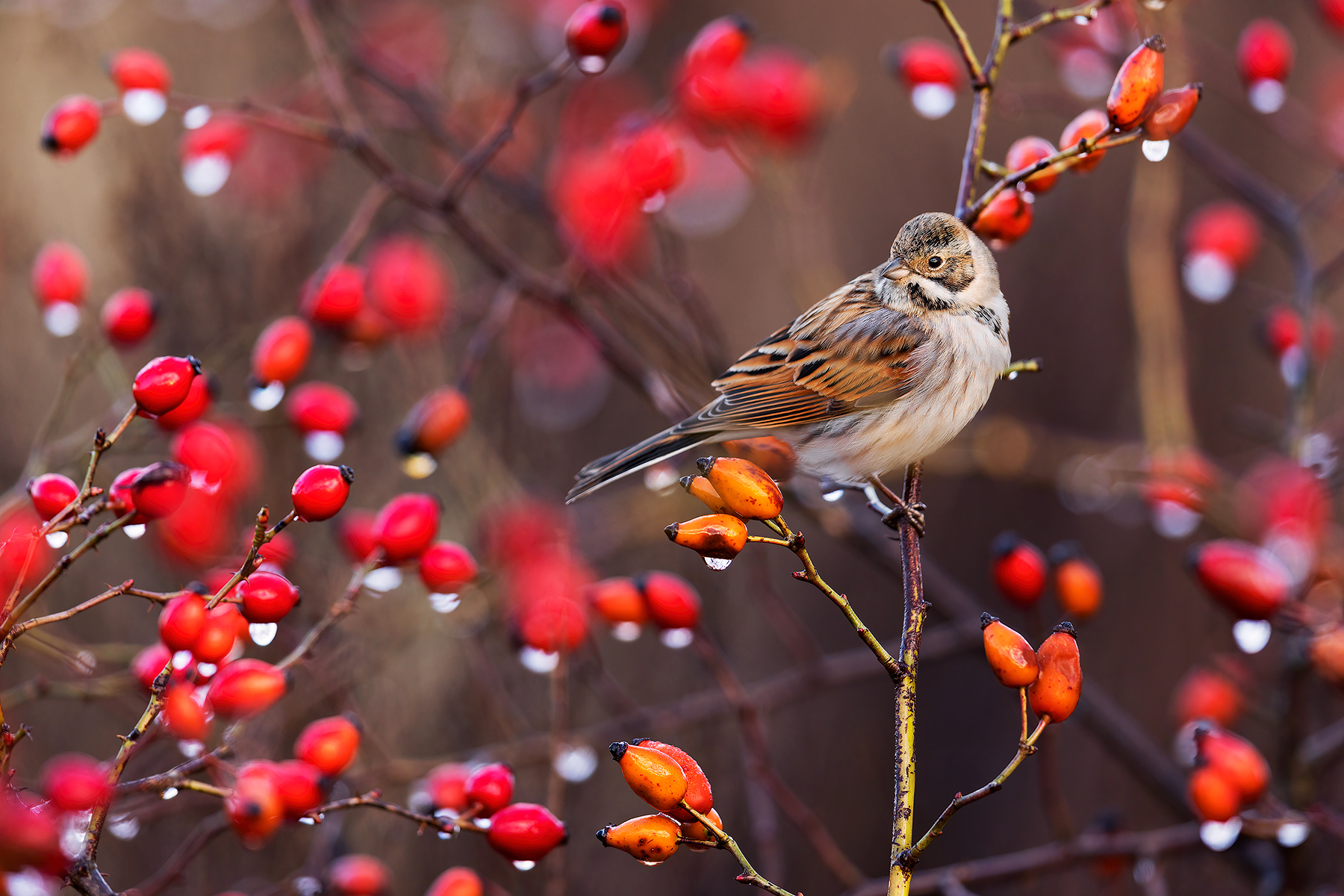 Migliarino di Palude