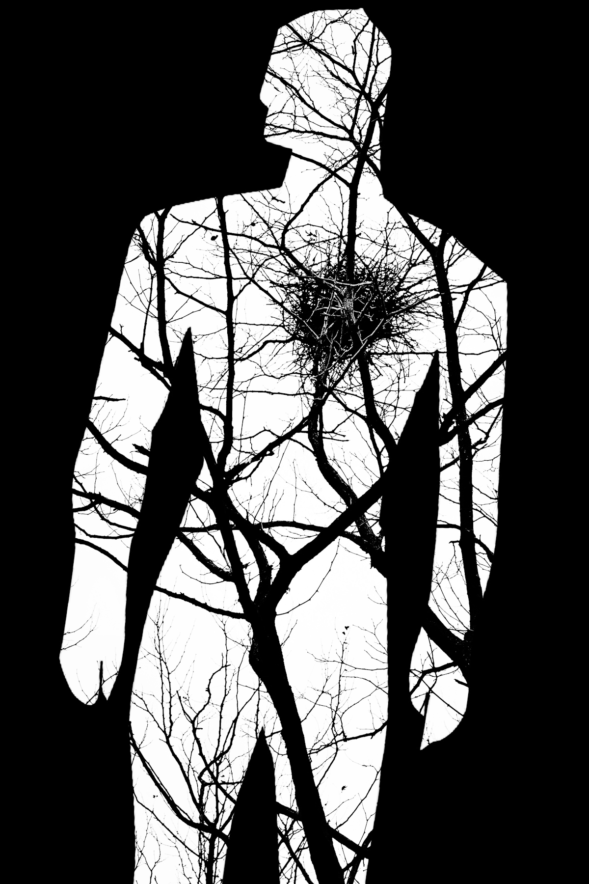 Il cuore � un nido