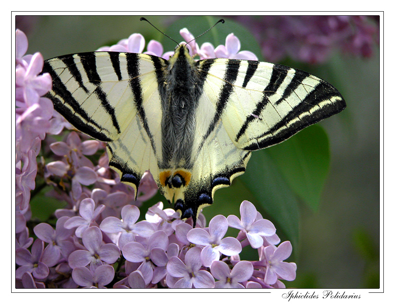 Iphiclides Polidarius
