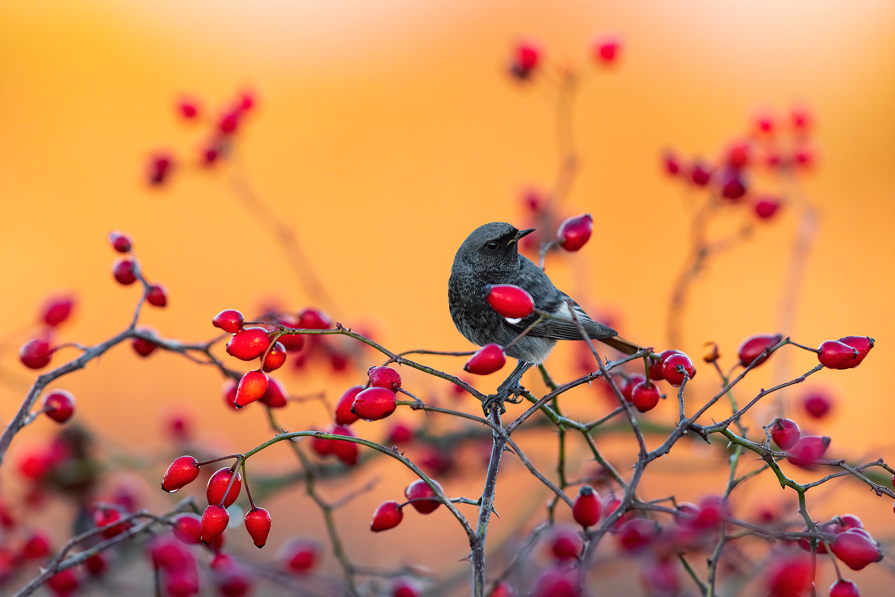 Codirosso Spazzacamino