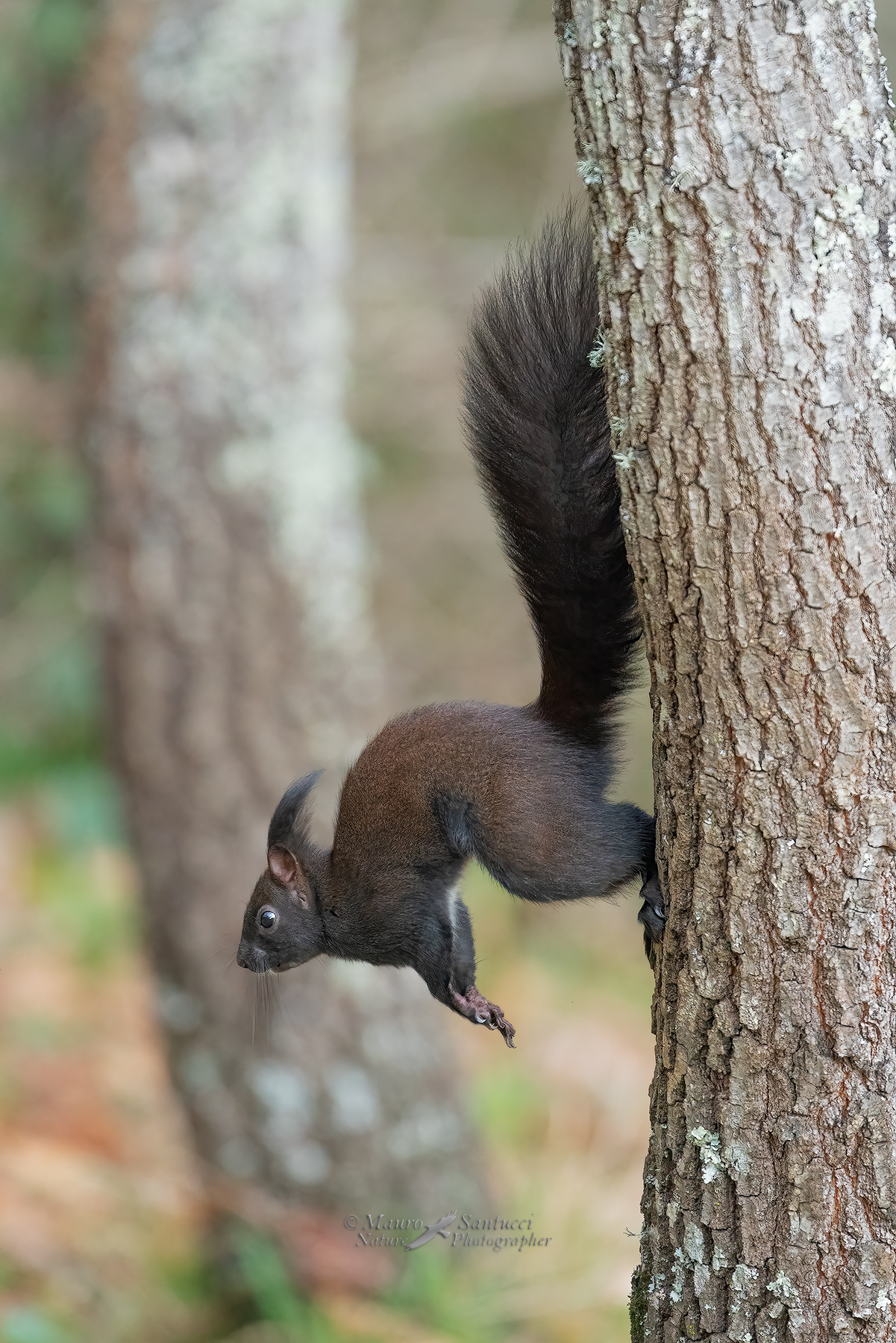 Pronto-al-salto_DSC02761