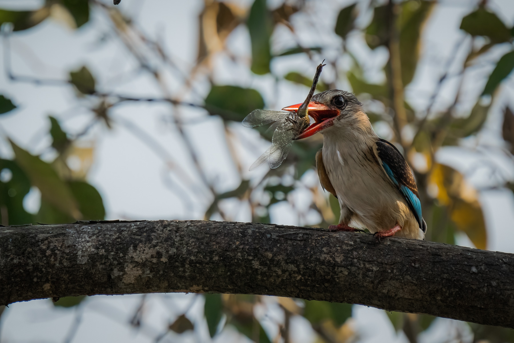 martin pescatore sudafricano