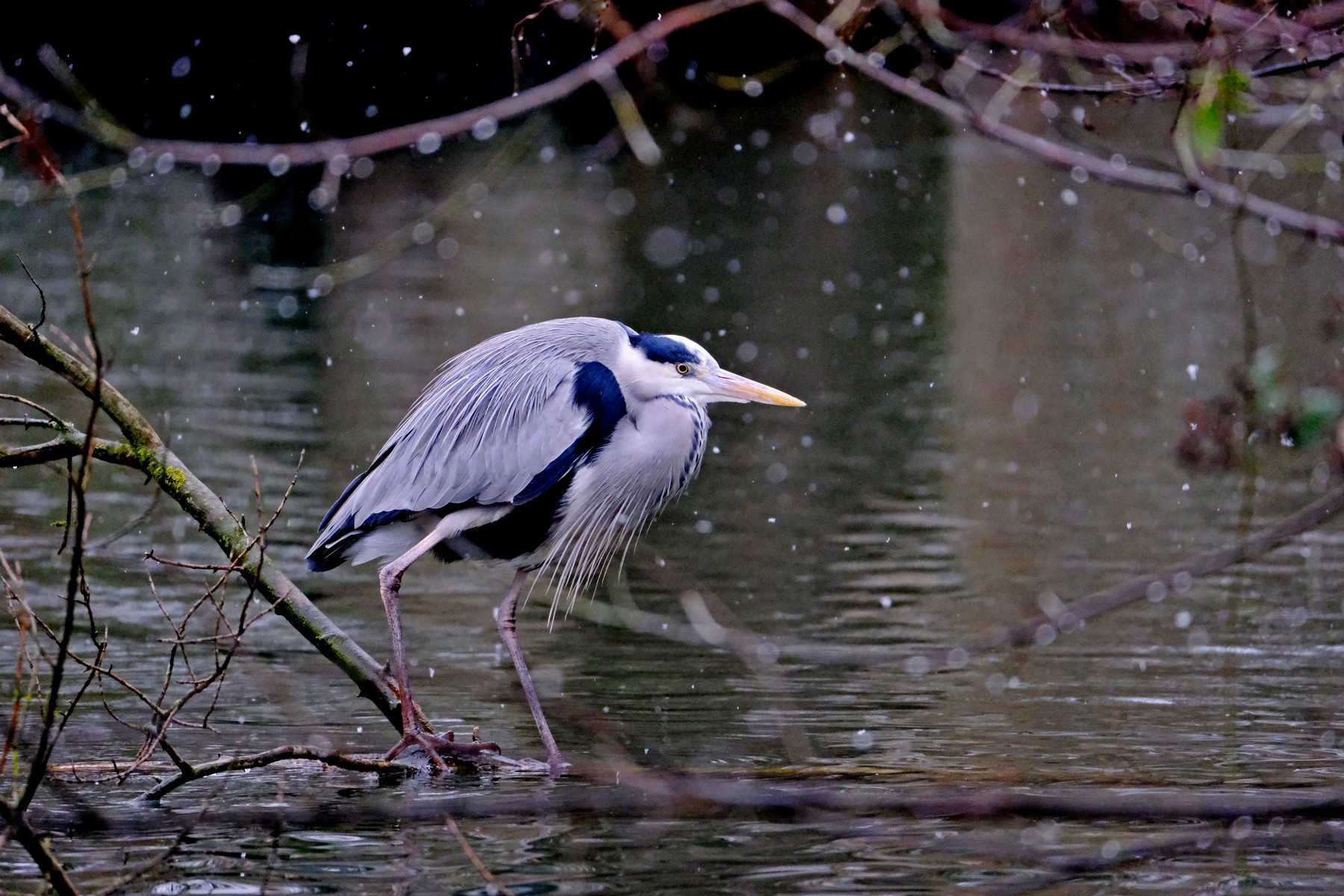 Sotto la prima neve dell'anno 2