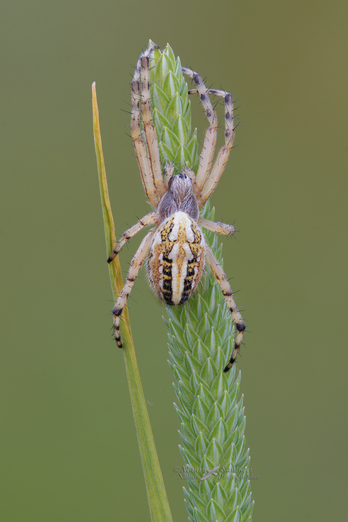 Aculepeira-ceropegia_-Araneidae