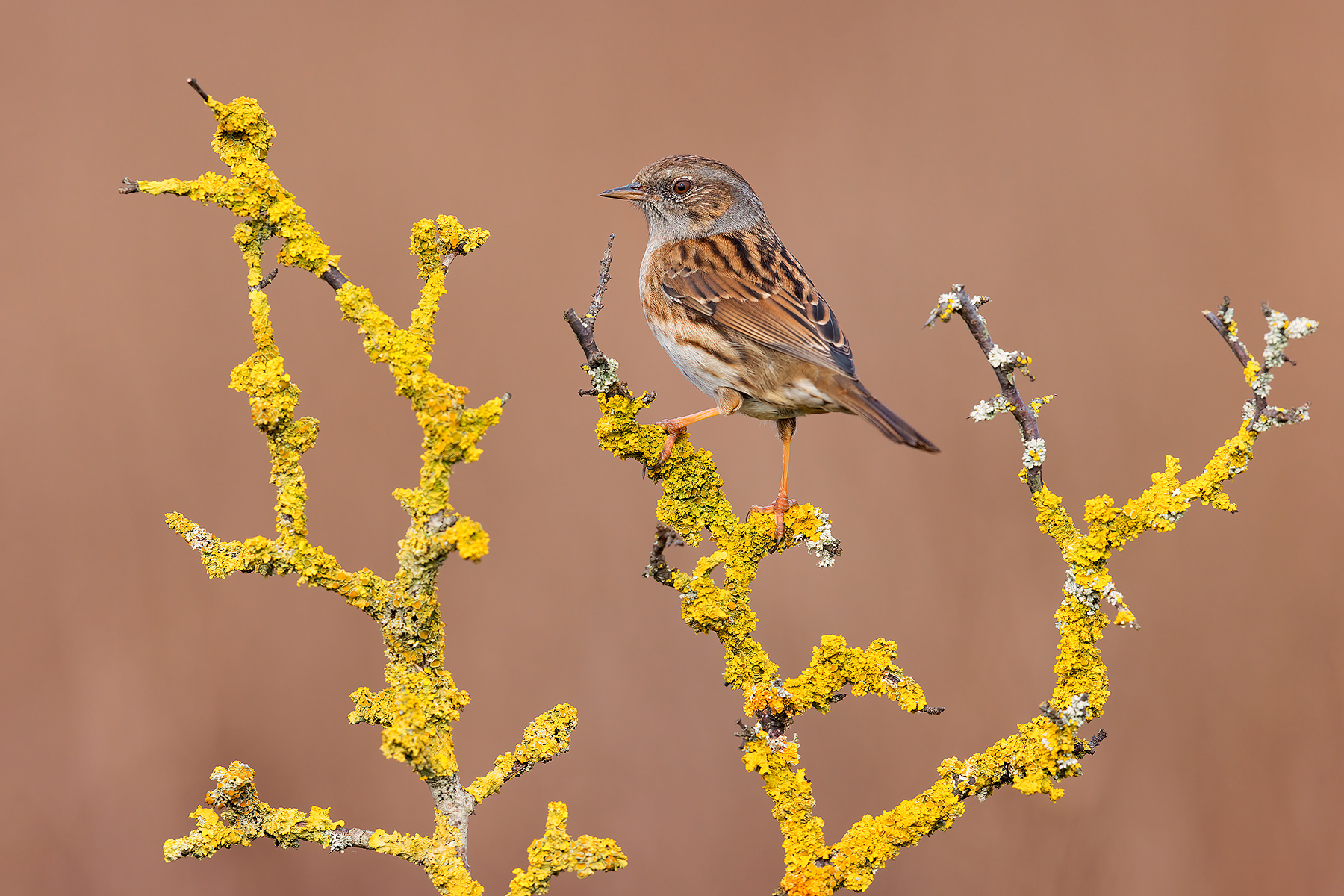 Nel Mar dei Coralli (Passera Scoapaiola)