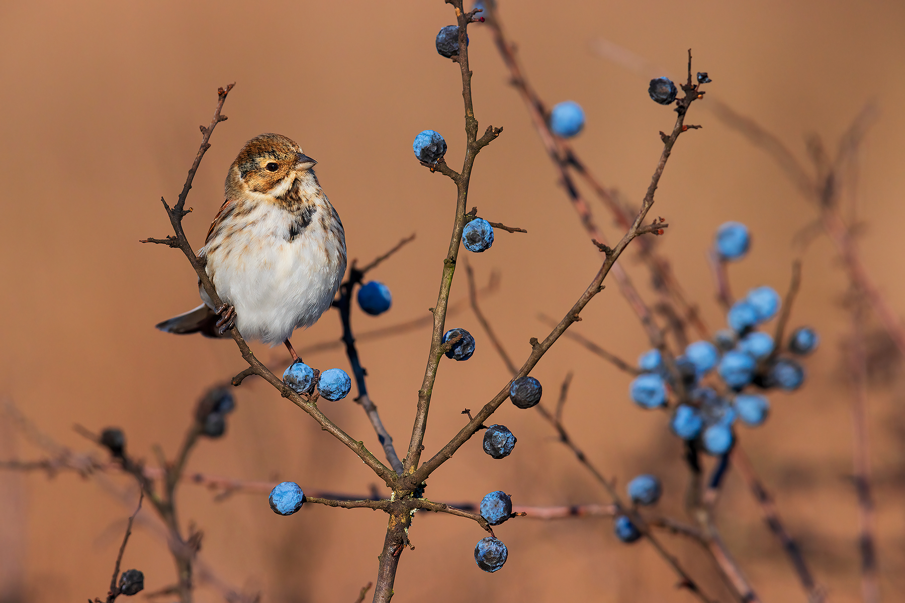 Migliarino di Palude