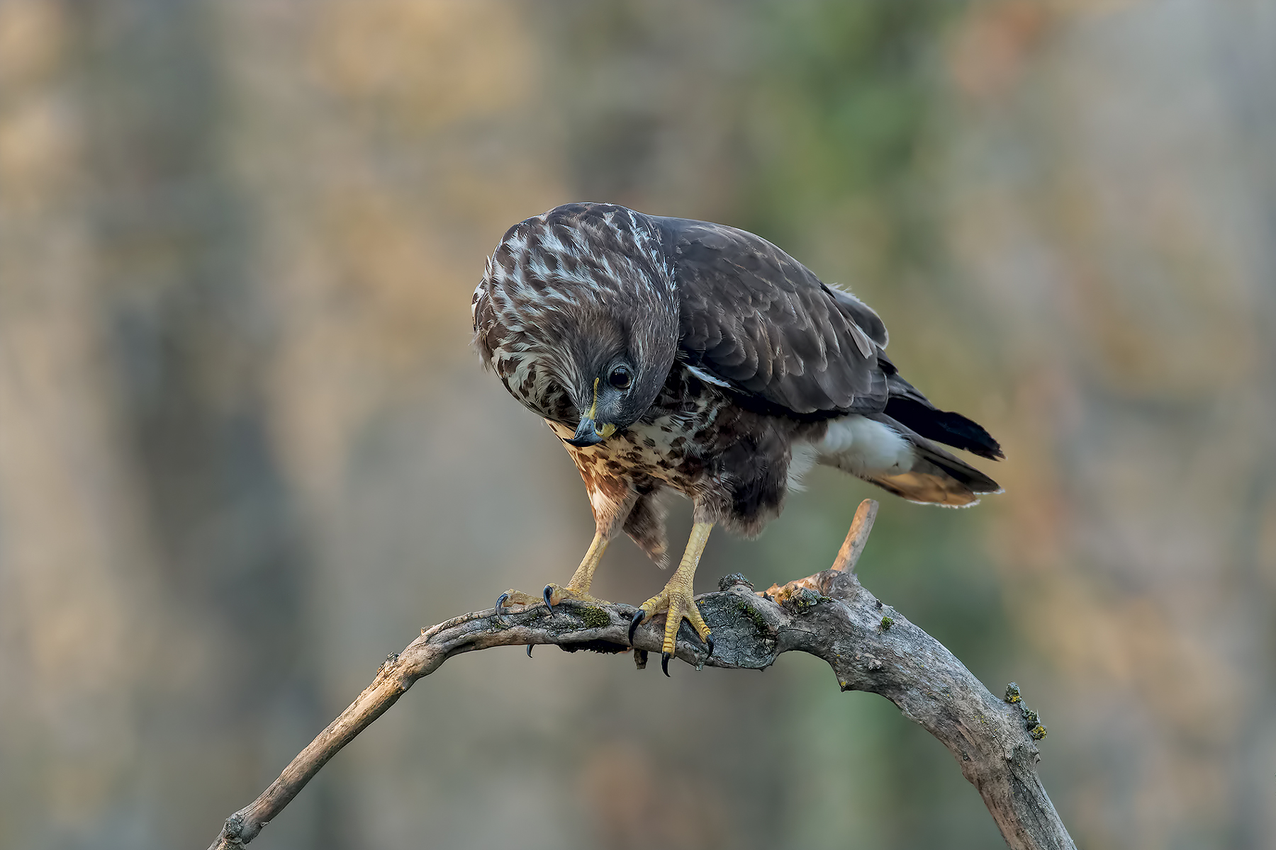 Ognuno guarda il mondo a modo suo... Poiana