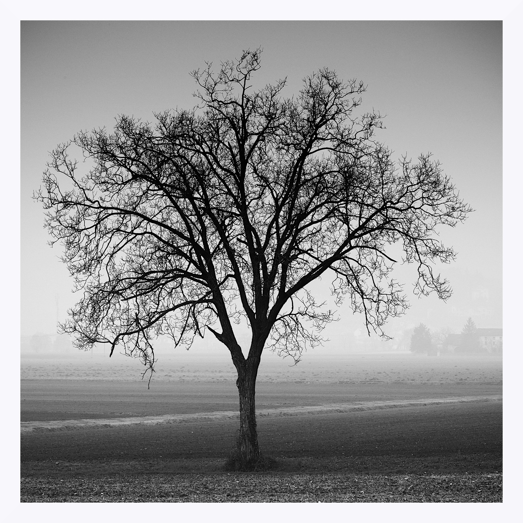 Maestoso nell'inverno