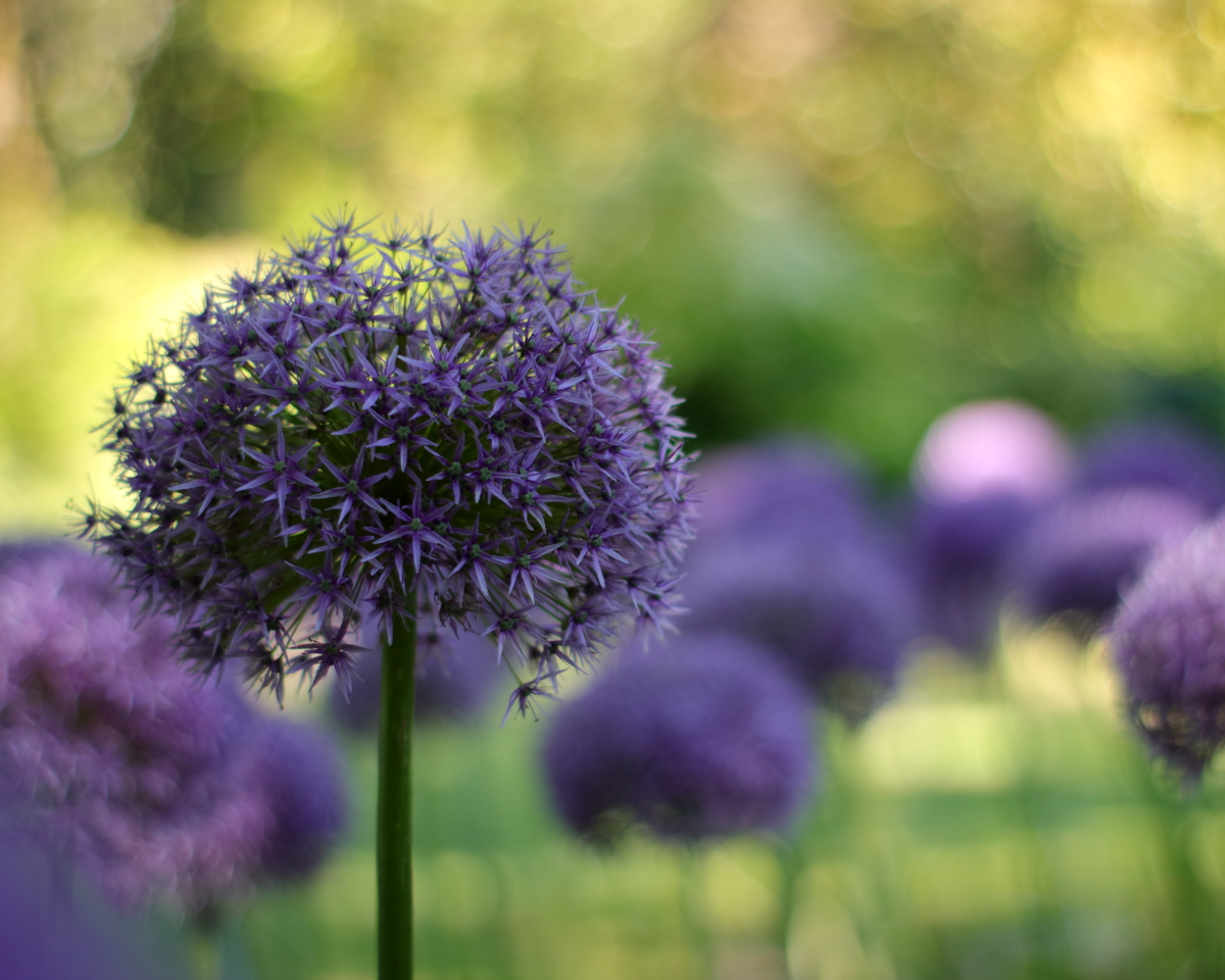 Allium