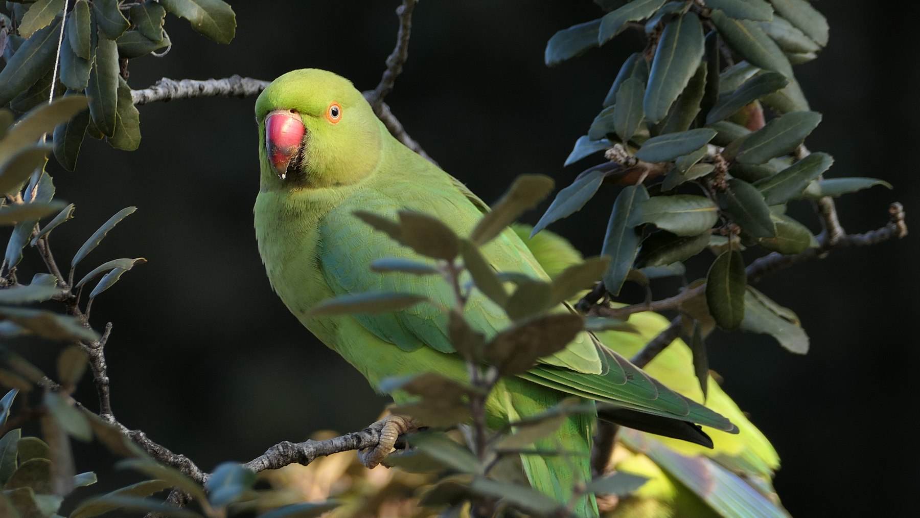 Pappagallino a Villa Torlonia, Roma (2)