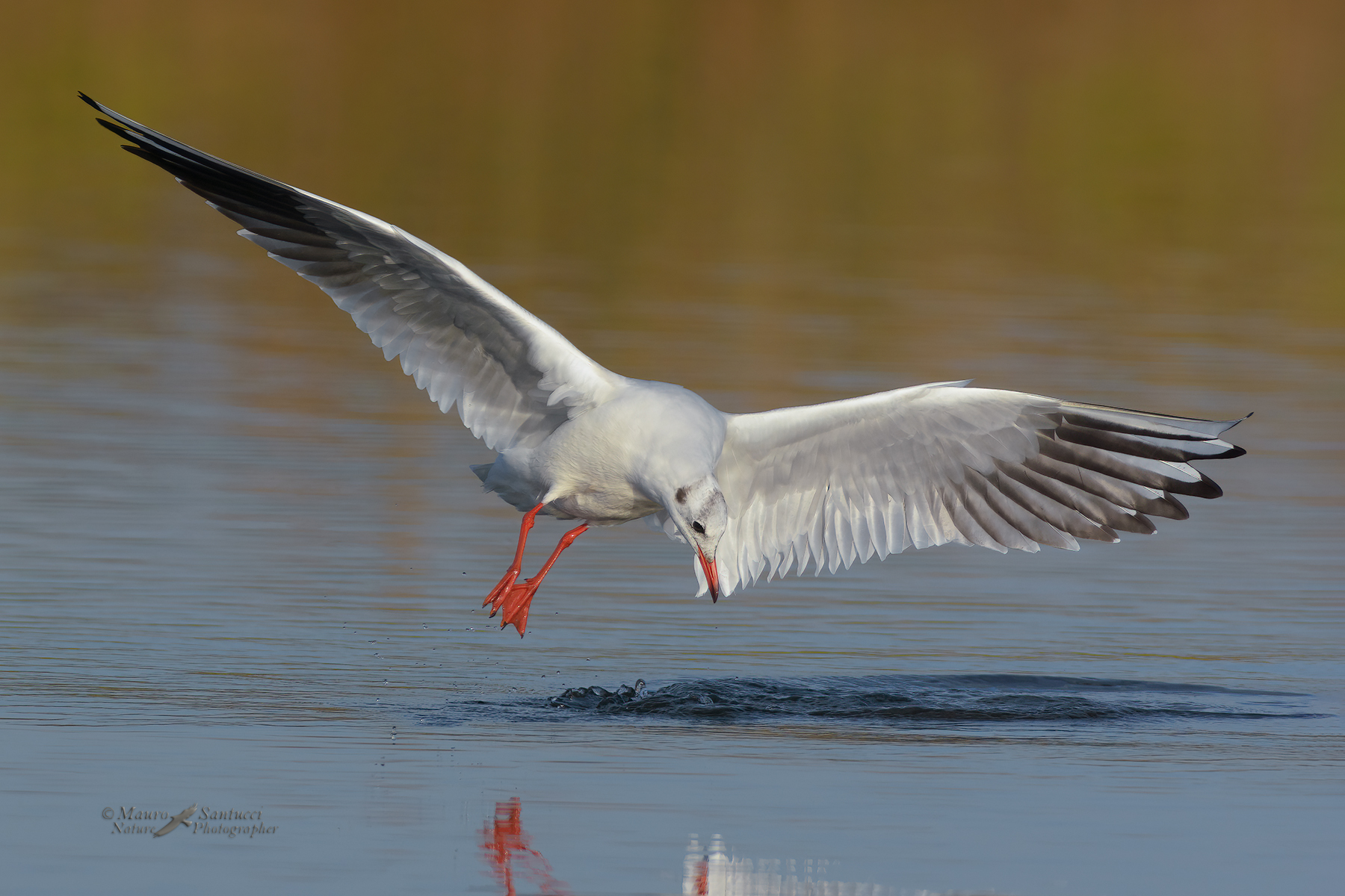 Gabbiano-comune-in-azione-di-pesca_DSC8662