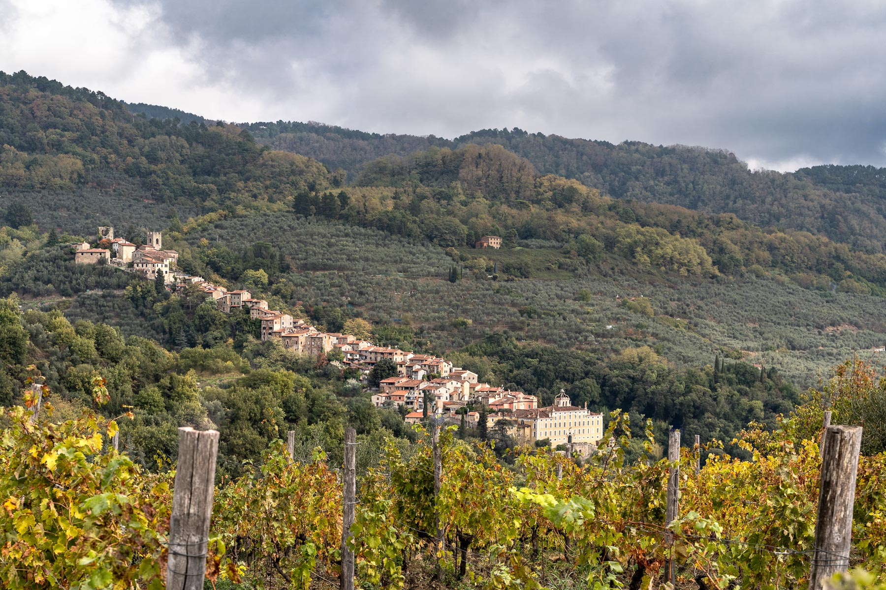 Collodi tra le vigne