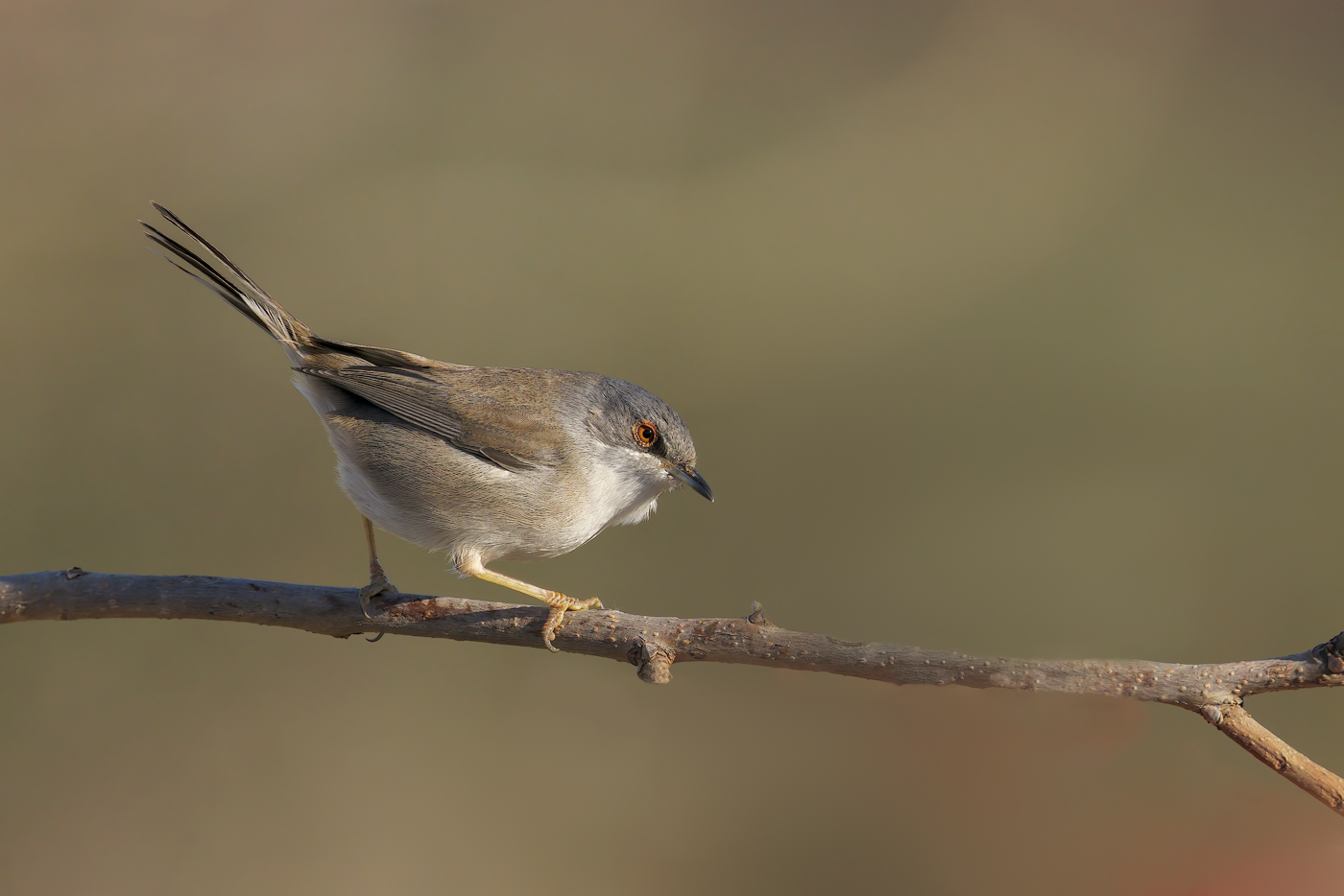 Occhiocotto (Sylvia melanocephala)