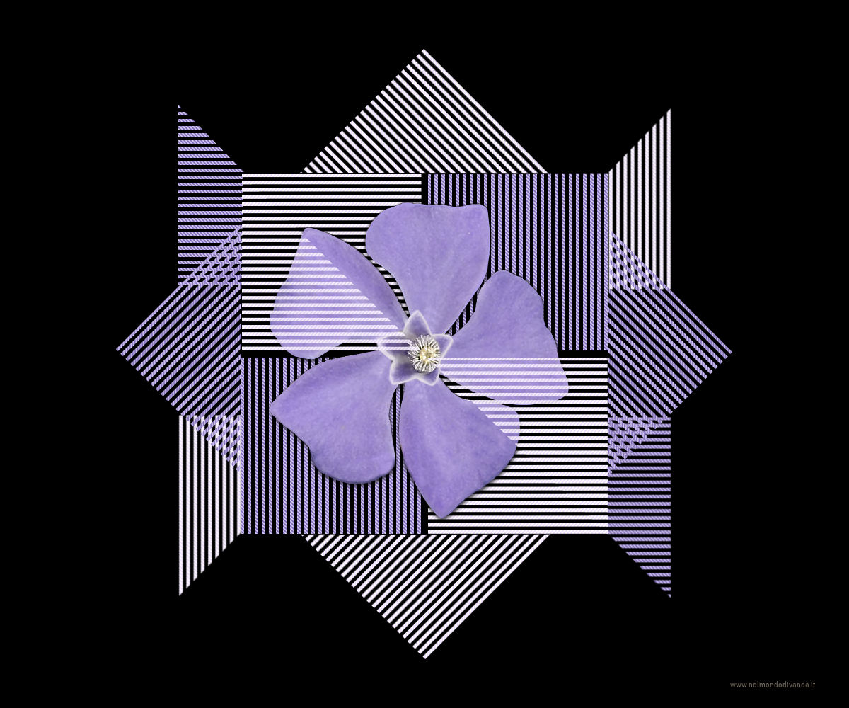 Pervinca minore (Vinca minor)