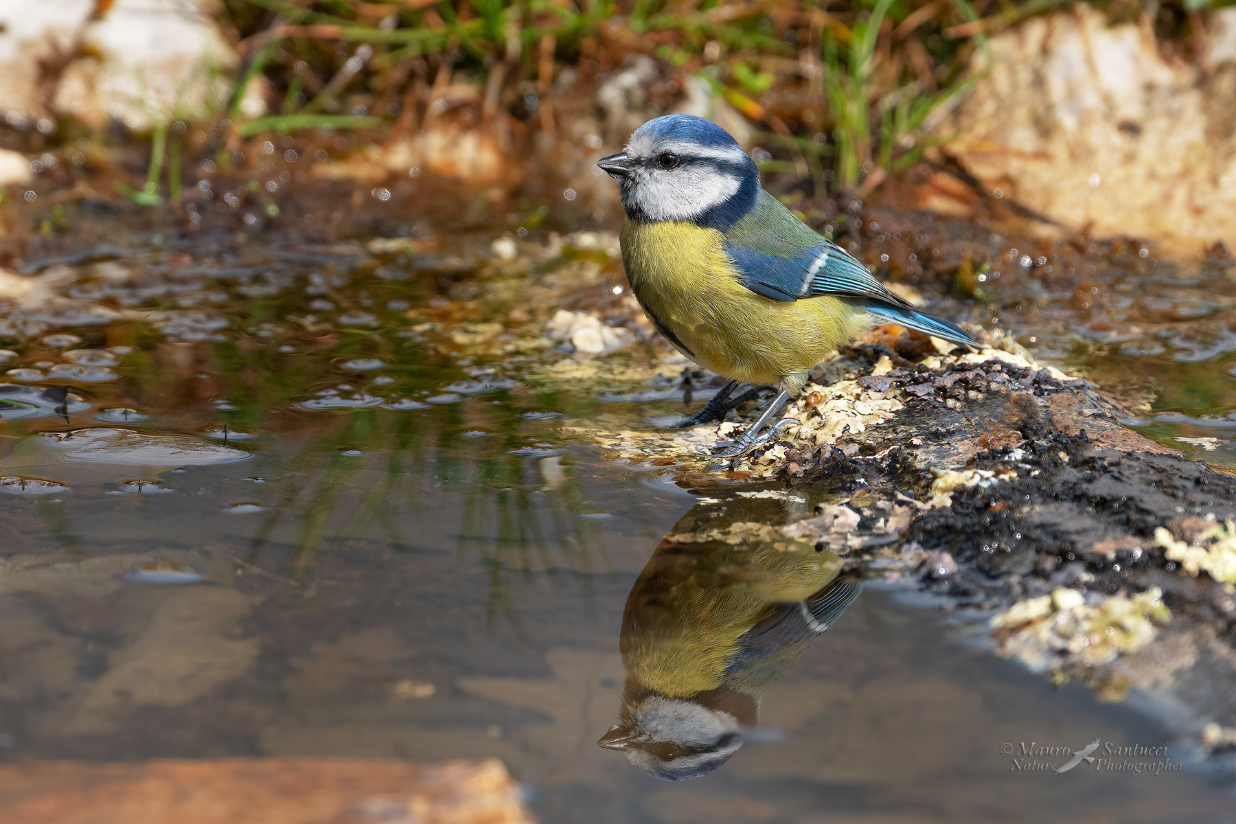 Cinciarella_DSC03750