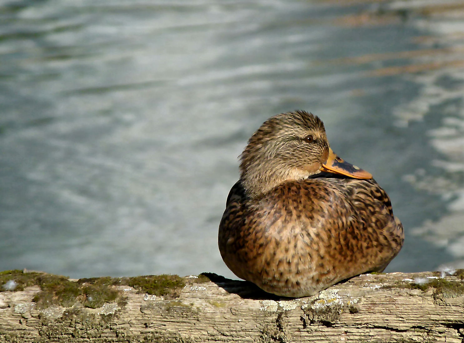 Anatra un po' timida