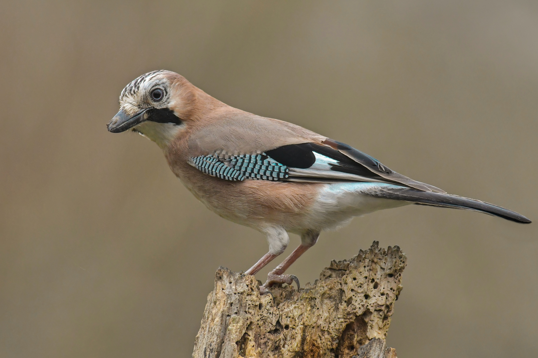 Ghiandaia giusta giusta