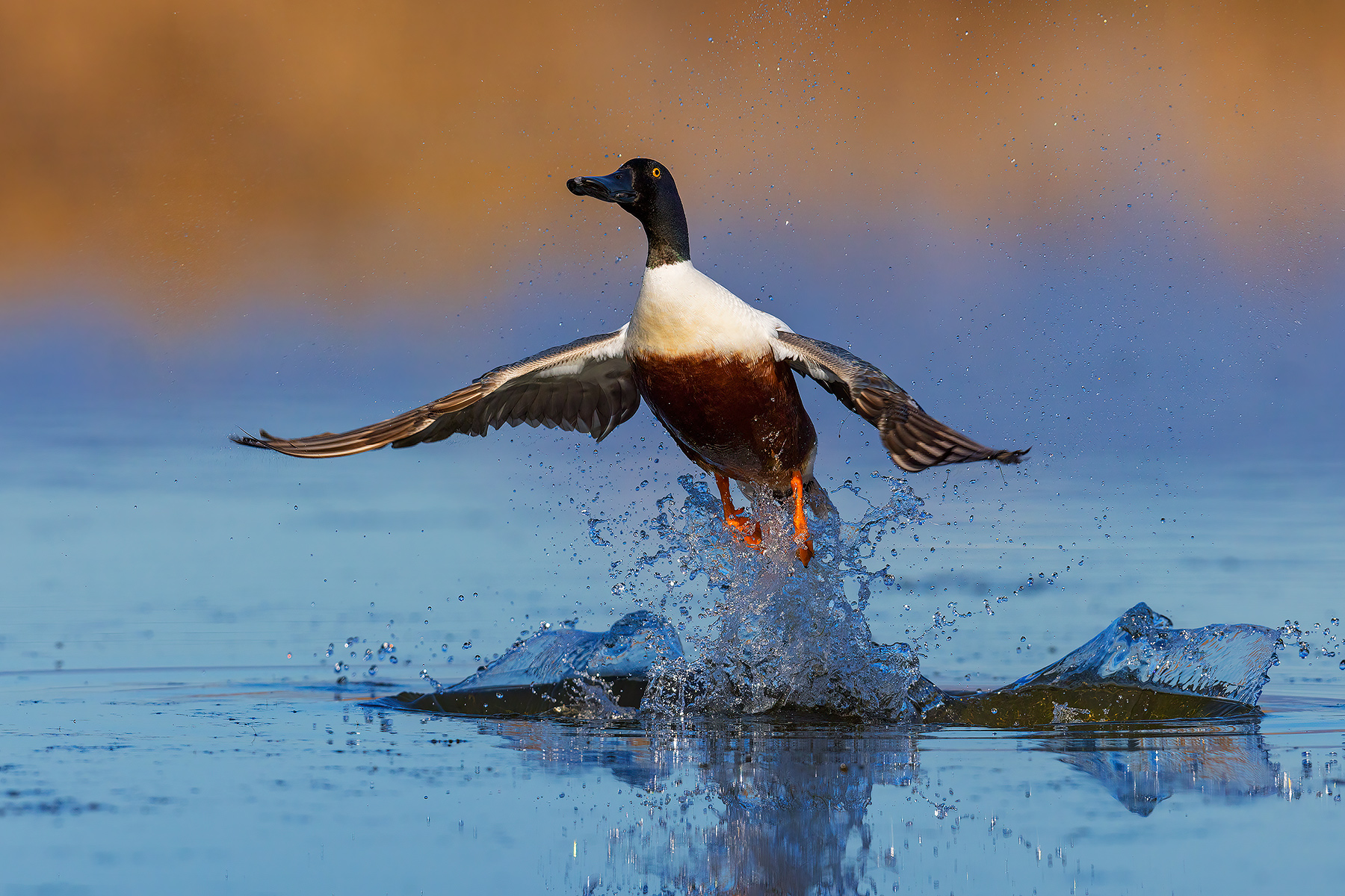 L'esplosione di schizzi
