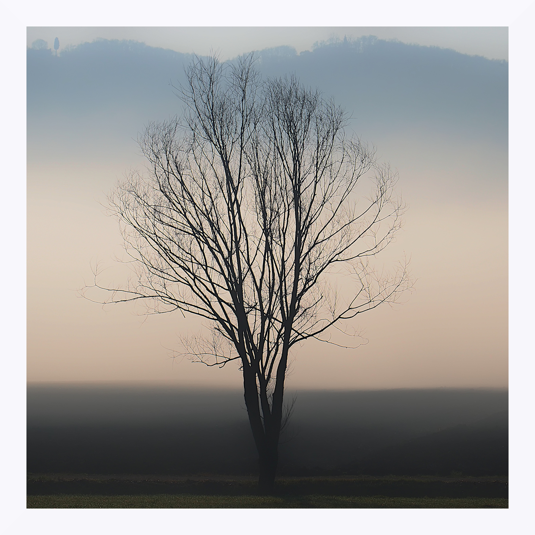 Albero invernale nella nebbia