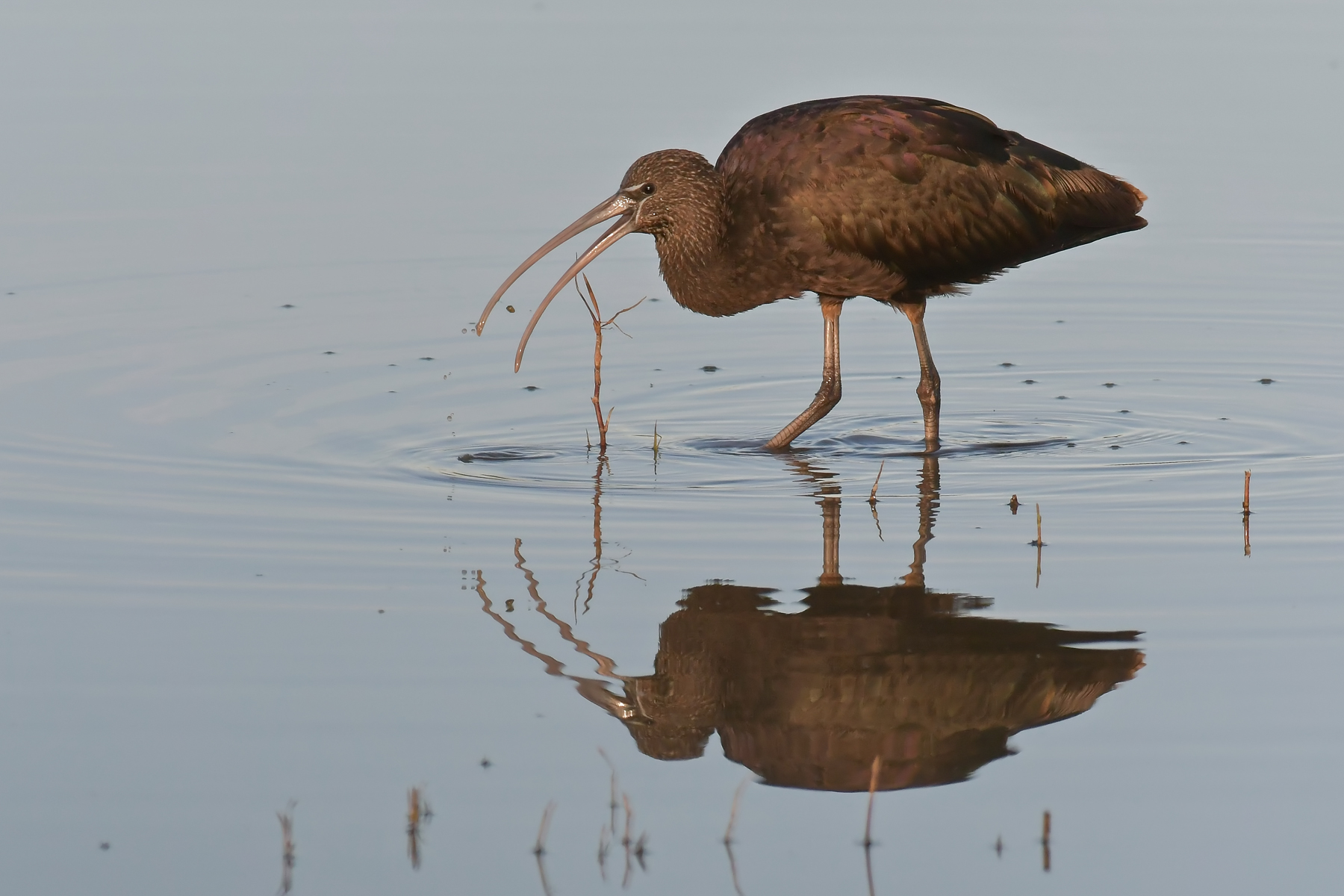 Il pasto del mignattaio