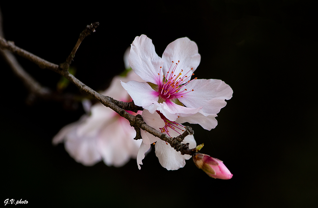 Bentornata primavera !!!