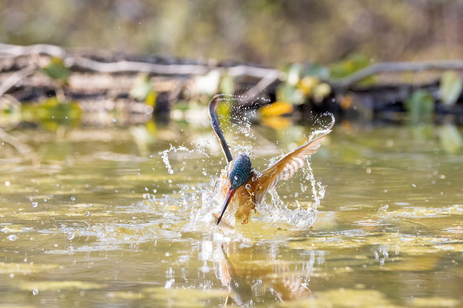 Oasi lipu di Gaggio. Martin pescatore