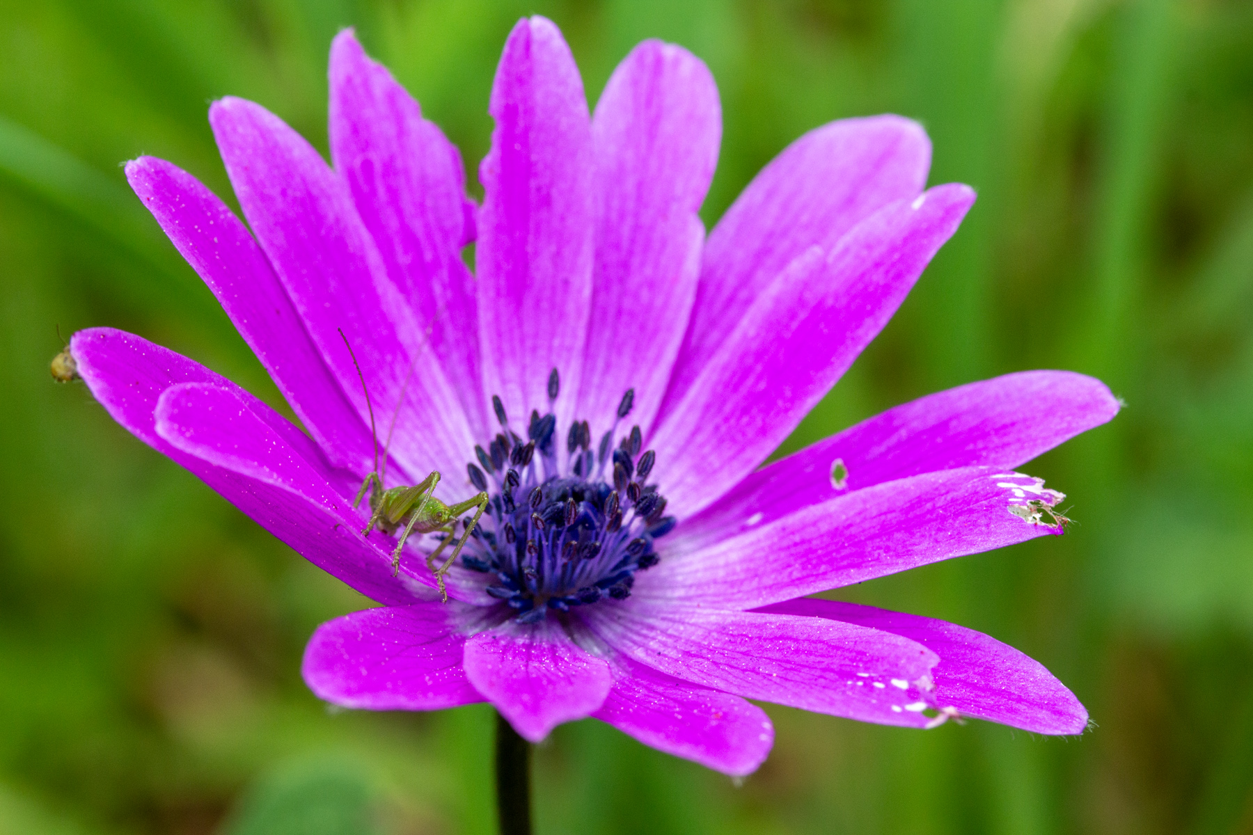 Cavalletta sul Fiore