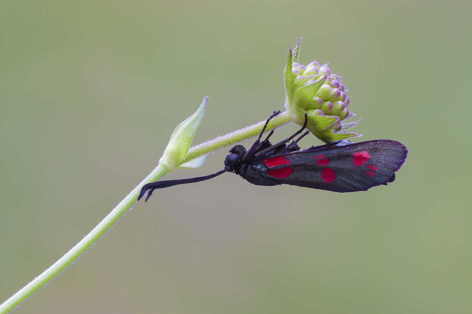 Zygaena