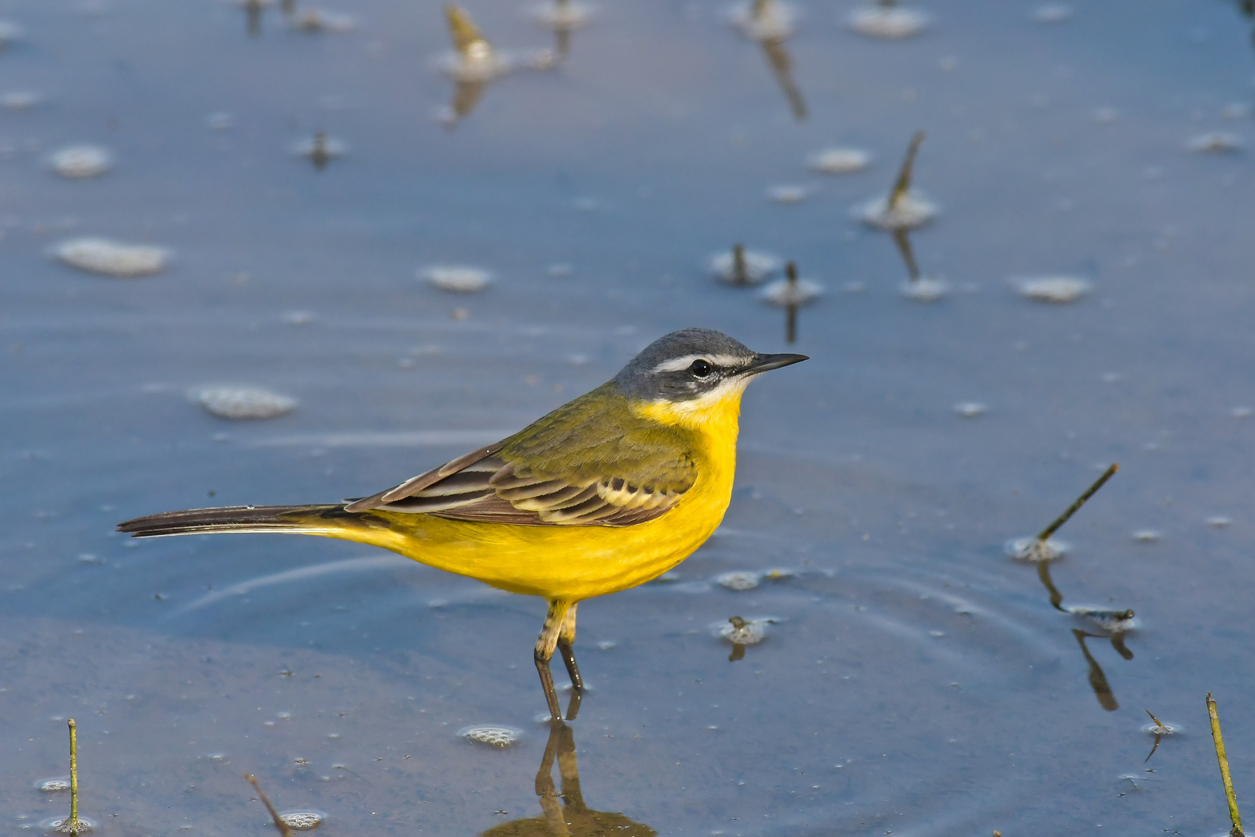 Cutrettola nel suo ambiente