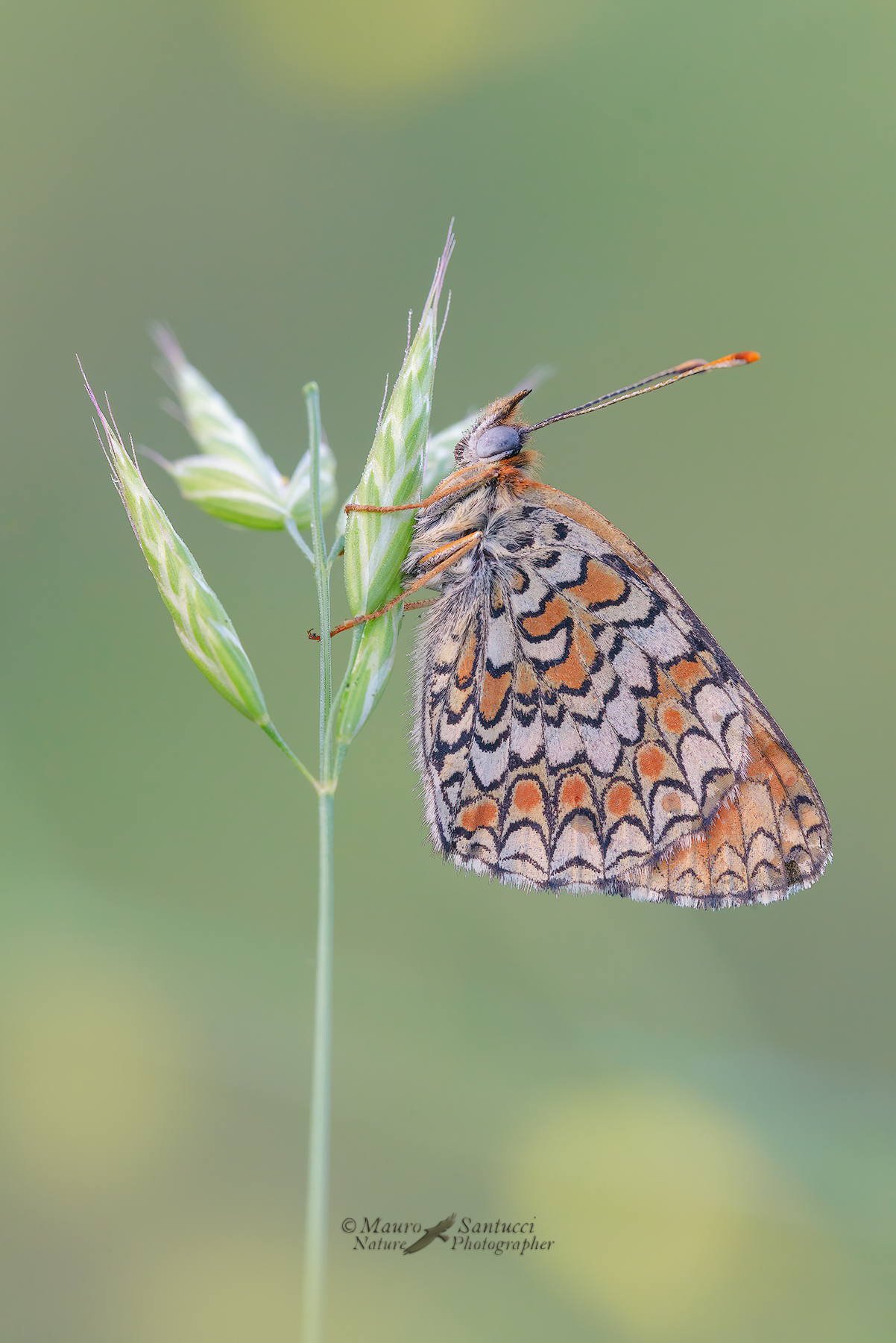 Melitaea-phoebe_DSC1496