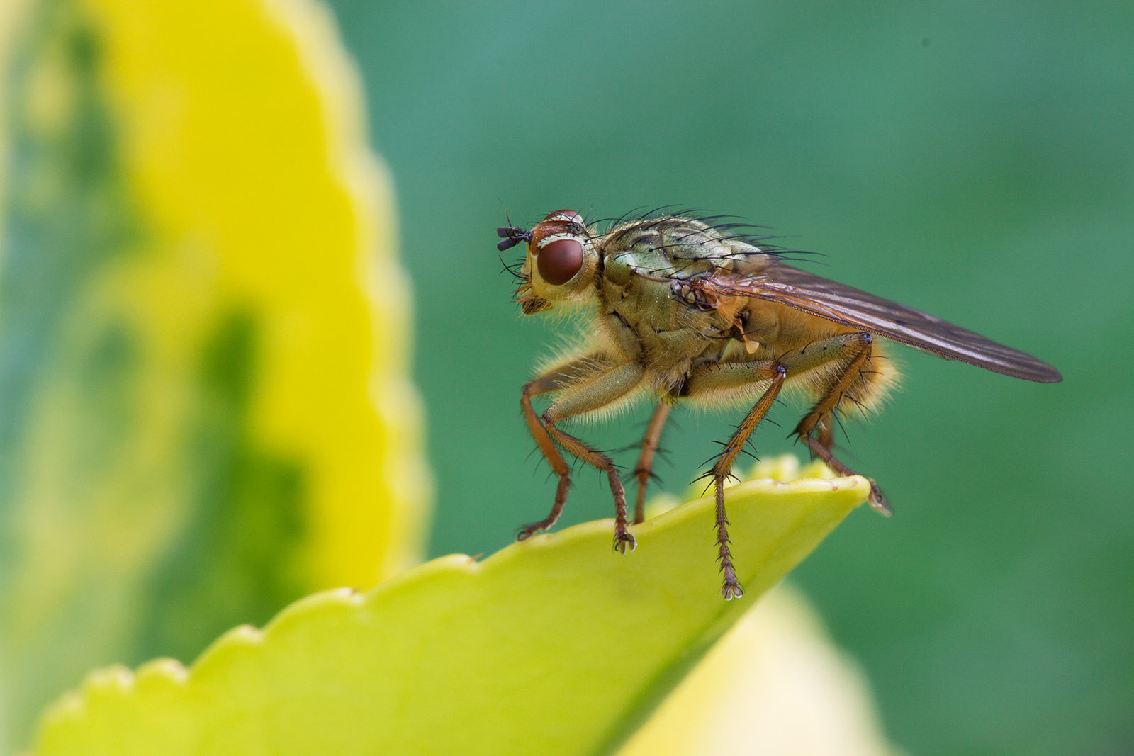 Scatophaga stercoraria