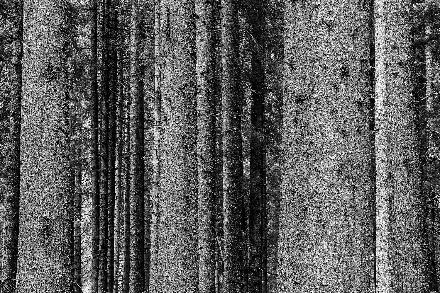 Violin�s Forest II