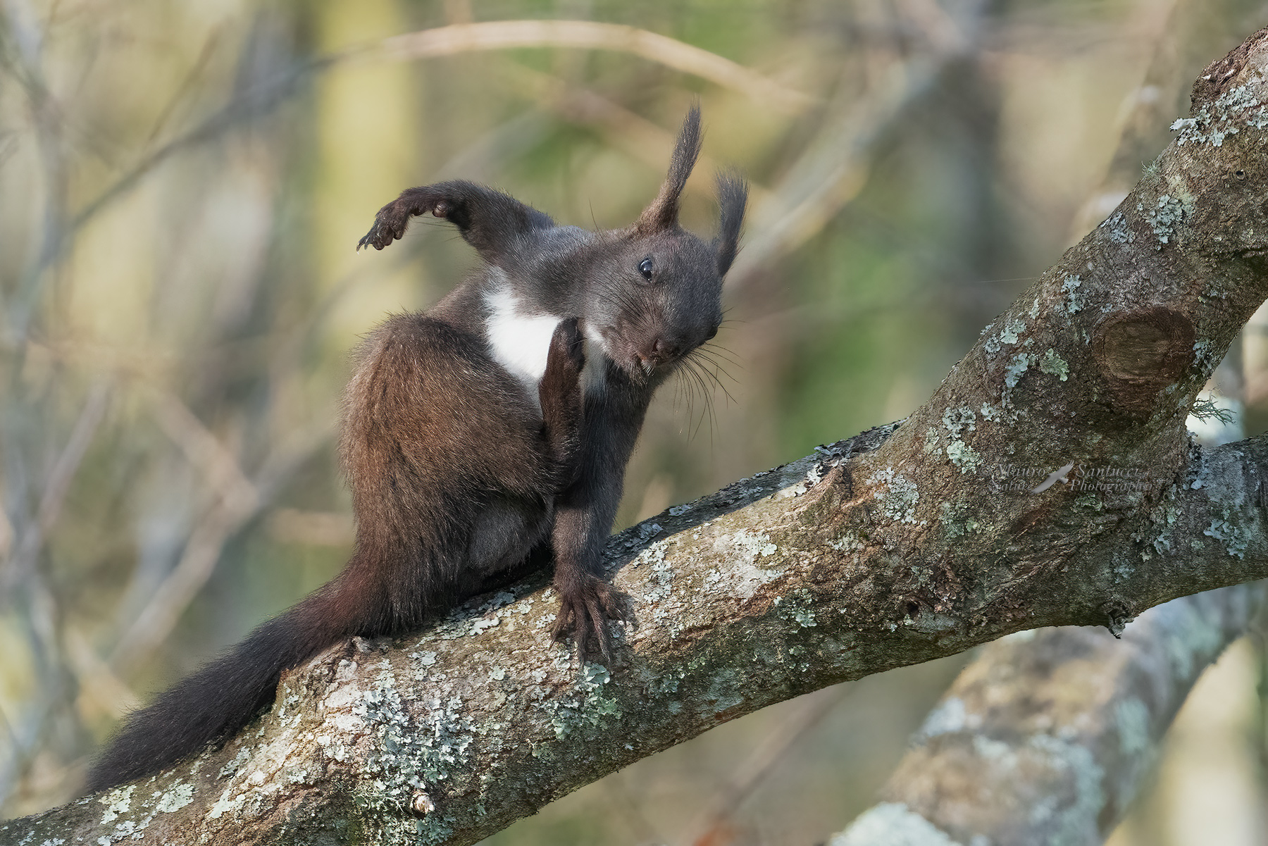 Scoiattolo-comune_la-grattatina_DSC04870