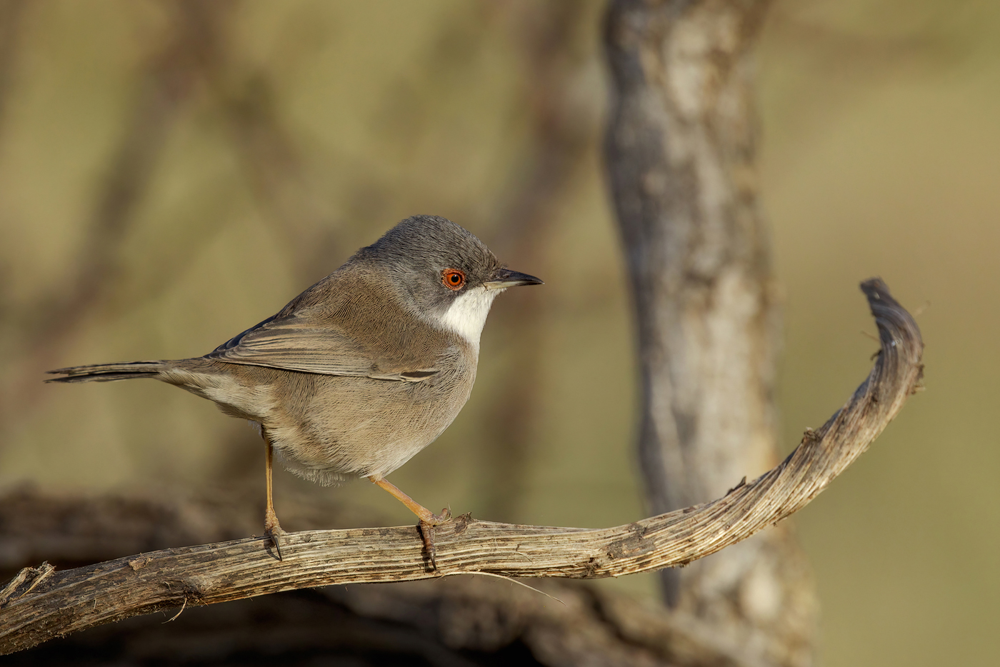 Occhiocotto (Sylvia melanocephala)